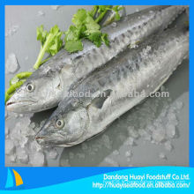 Fresh IQF Japanese Spanish mackerel fish